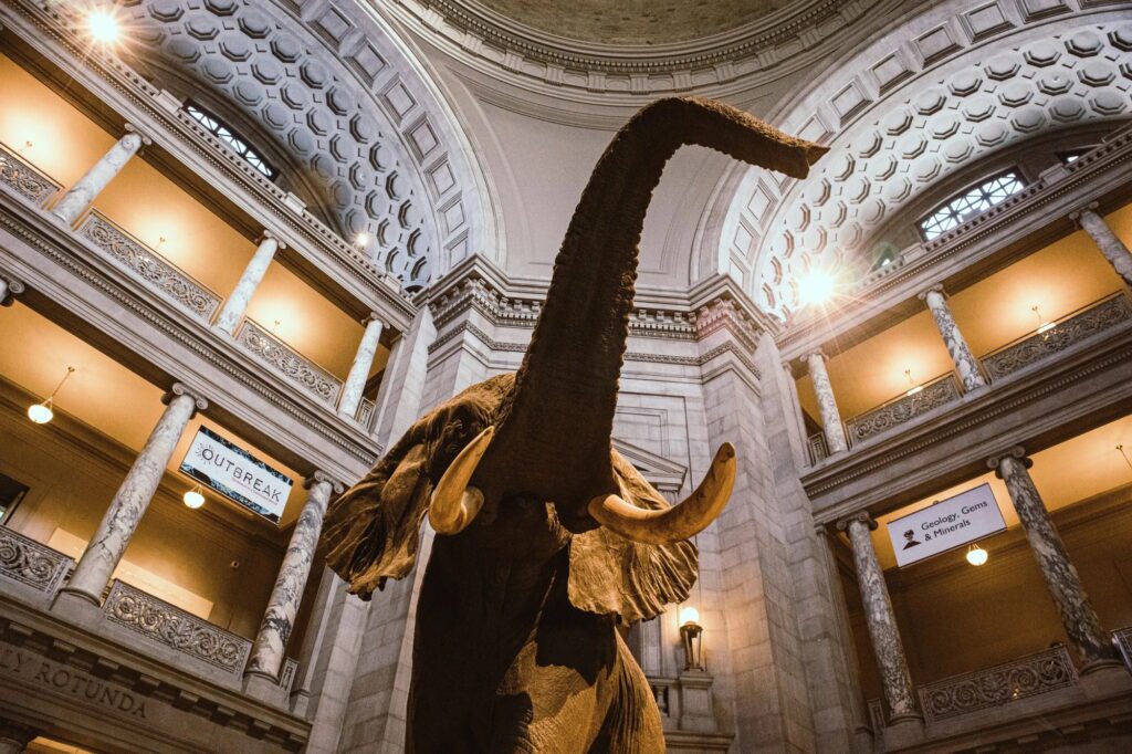 Elephant in museum