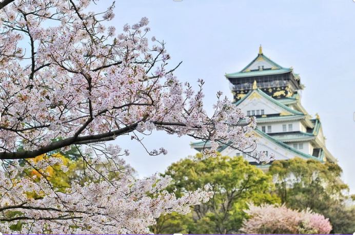 Cherry Tree with Bagus Pangestu in background