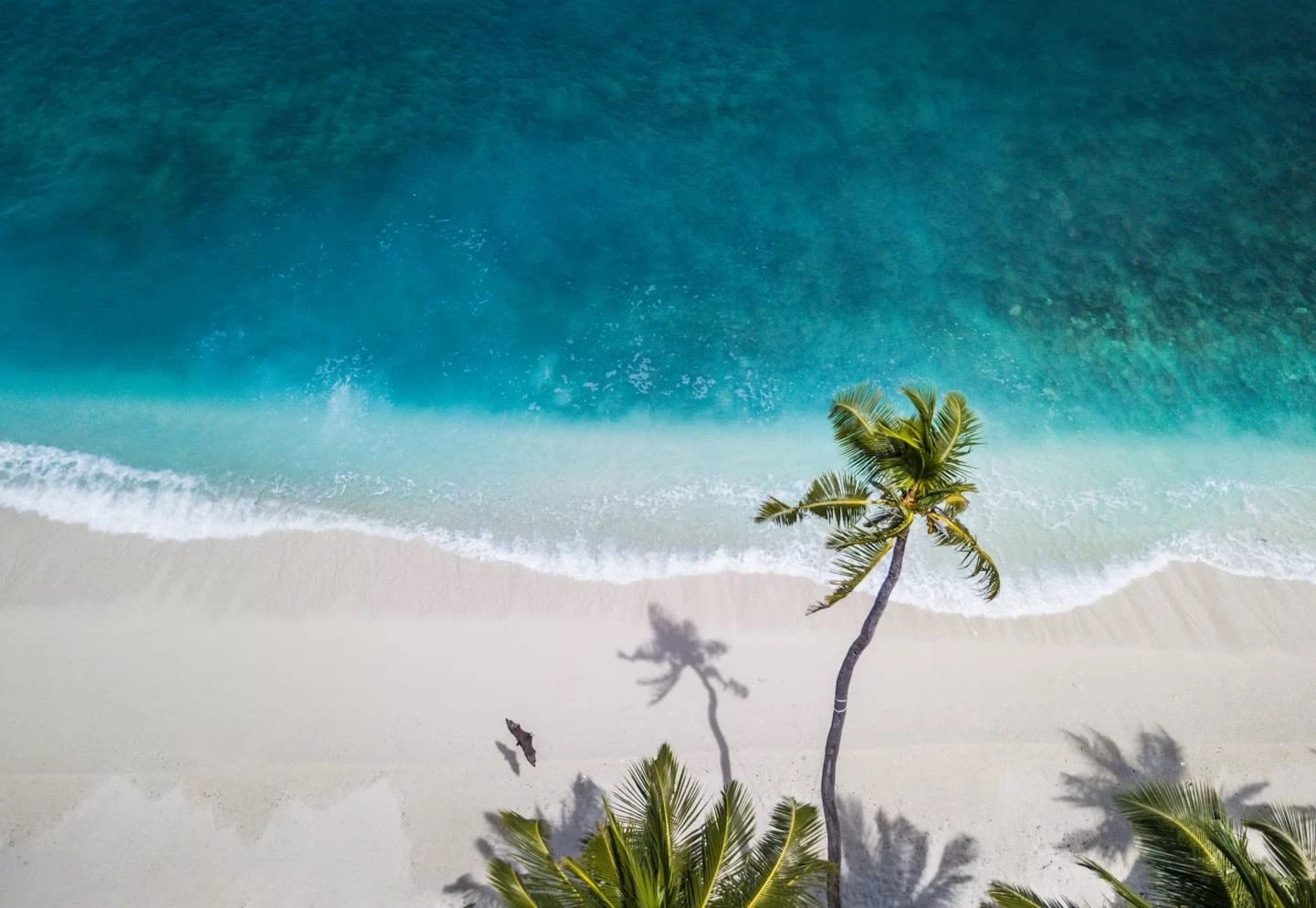 Beach with palm tree