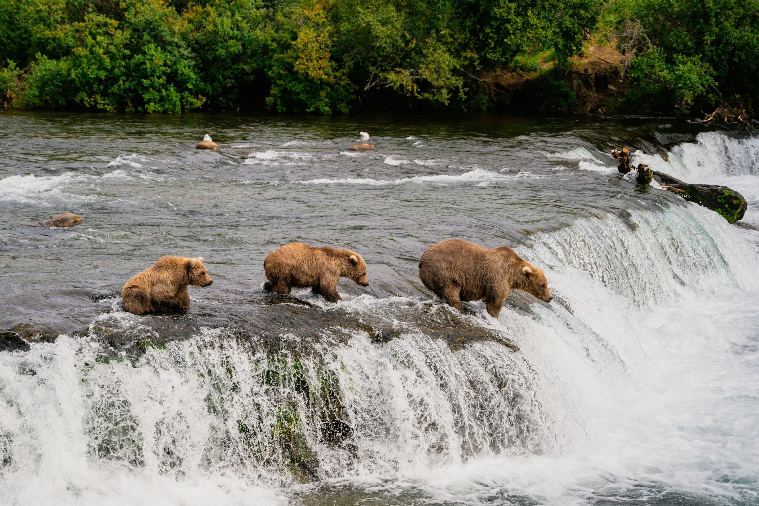 Bears playing in Waterfall
